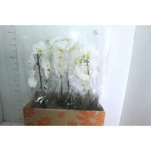 PHALAENOPSIS P15 BRANCO MIN 8 FLS