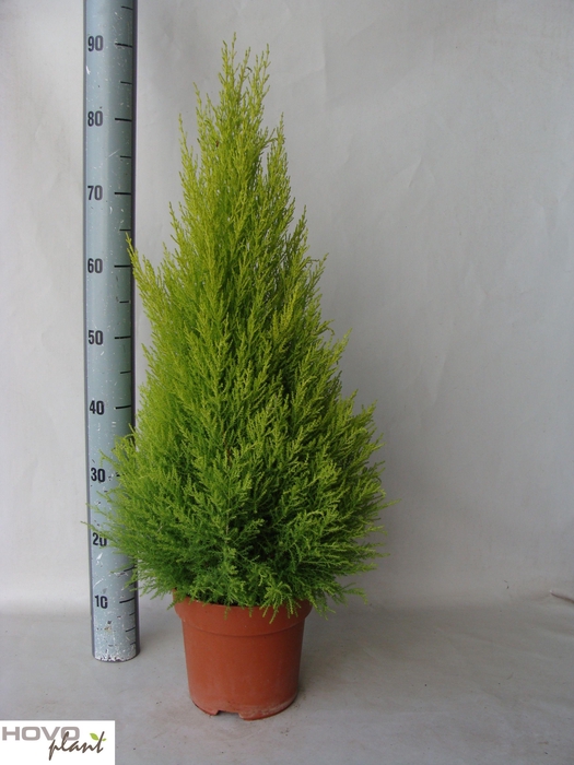 <h4>CUPR MA GOLDC WILMA</h4>