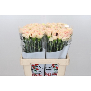 Dianthus St Happy Tea