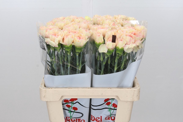Dianthus St Happy Tea