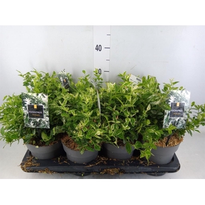 Euonymus fortunei 'Harlequin'