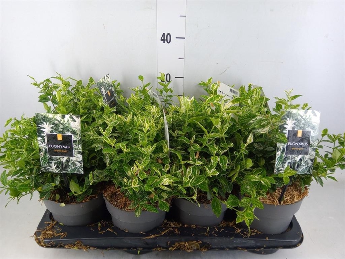 <h4>Euonymus fortunei 'Harlequin'</h4>