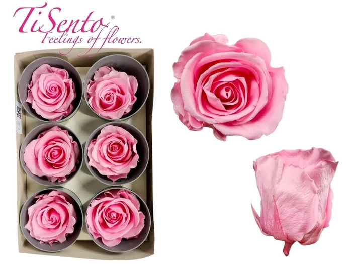 <h4>ARR ROSA POT H%</h4>