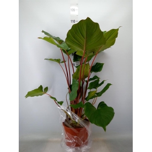 Homalomena rubescens 'Maggy'