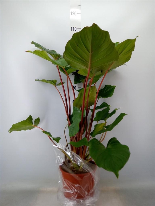 <h4>Homalomena rubescens 'Maggy'</h4>