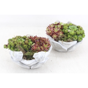 arr4 Semp JS - Ker. vogel schaaltje rond 338/4