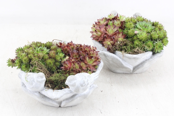 <h4>arr4 Semp JS - Ker. vogel schaaltje rond 338/4</h4>