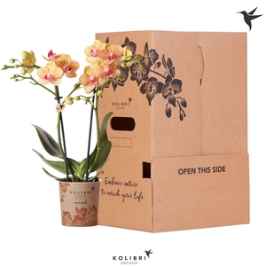 Kolibri Orchids Phalaenopsis Orange 2 spike no sleeve