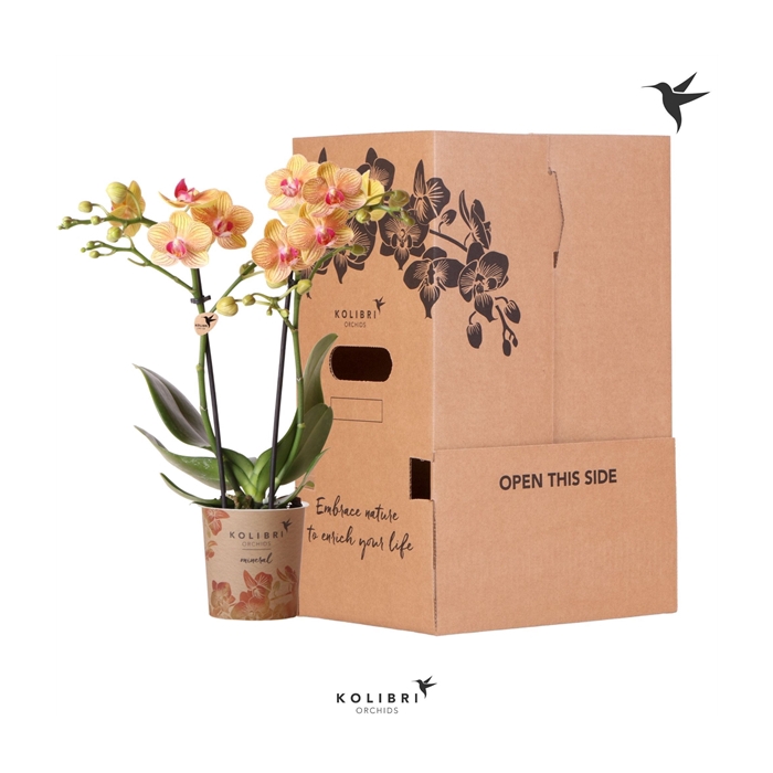 <h4>Kolibri Orchids Phalaenopsis Orange 2 spike no sleeve</h4>