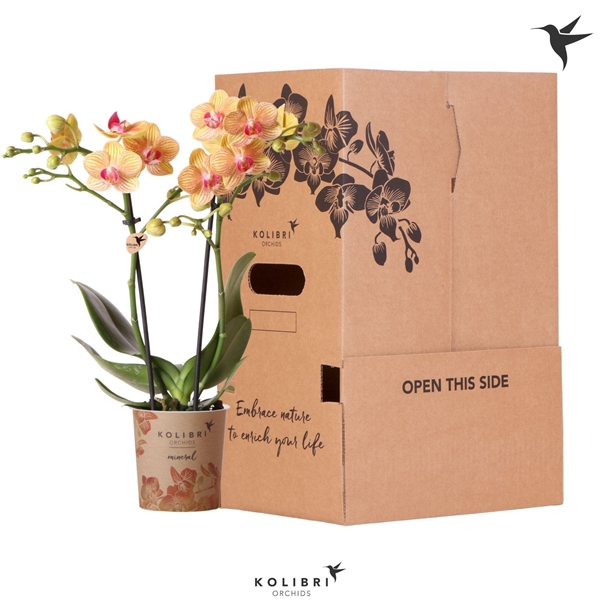 <h4>Kolibri Orchids Phalaenopsis Orange 2 spike no sleeve</h4>