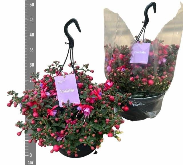 <h4>FUCHSIA B F MARIA</h4>