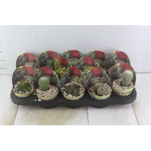 CACTUS RAIZ PROPRIA P11