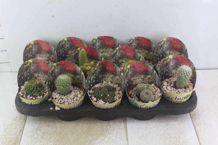 <h4>CACTUS RAIZ PROPRIA P11</h4>