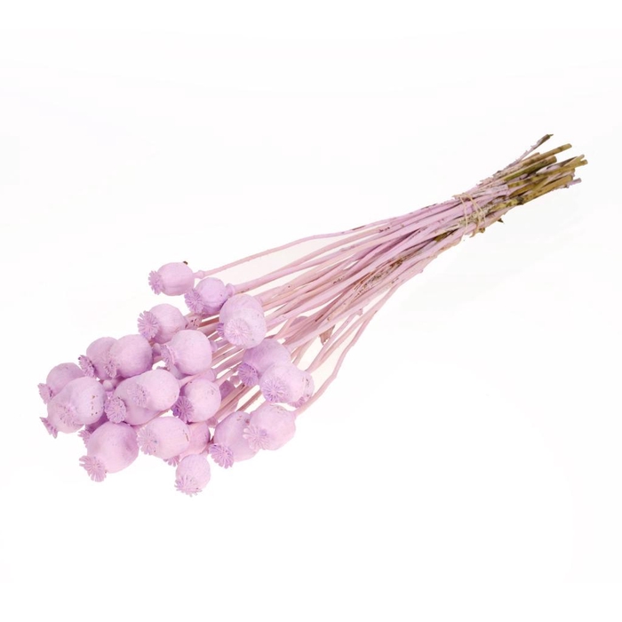 <h4>Papaver Lilac Misty</h4>