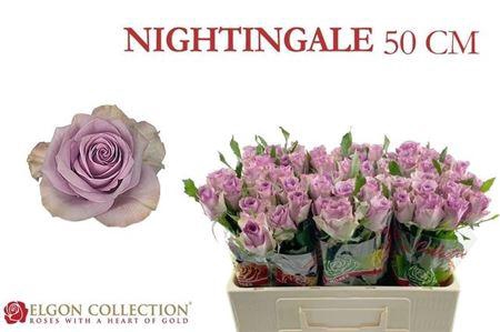 <h4>R Gr Nightingale!</h4>