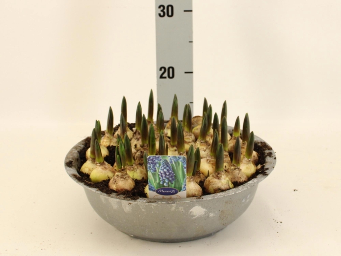 <h4>MUSCAR CAROLA</h4>