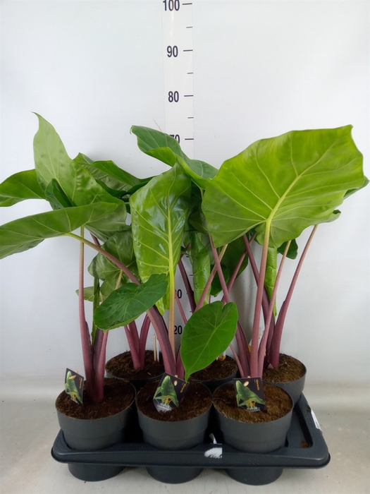 <h4>Alocasia   ...</h4>