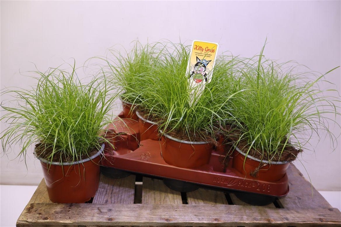 <h4>Cyper Alt Zumula</h4>