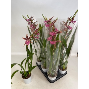 BRASSIA SUMMER DREAM
