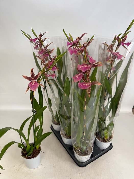 <h4>BRASSIA SUMMER DREAM</h4>