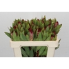 Protea Robijn