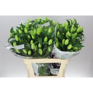 Lil Or Double Chardonnay