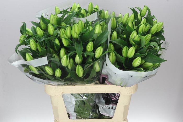 <h4>Lil Or Double Chardonnay</h4>