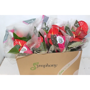 ANTHURIUM MINNESOTA P15