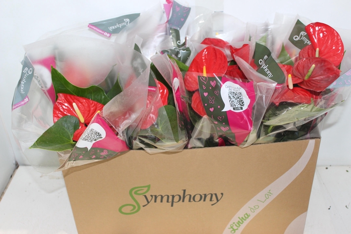 <h4>ANTHURIUM MINNESOTA P15</h4>