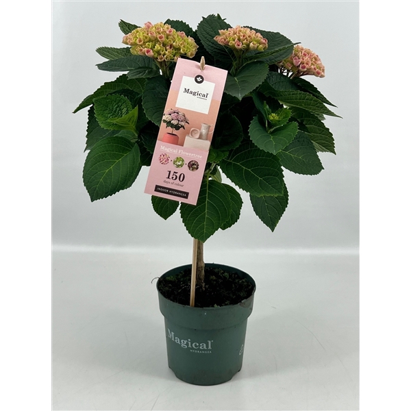 <h4>Hydrangea Magical® Flowertree Revolution roze 14 cm kop 5+ rijp 2/3</h4>
