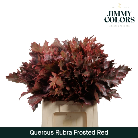 Quercus Rubra L60 Klbh. Frosted Rood