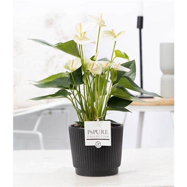 <h4>Anthurium white (Elido) in P&PURE Liv ceramics matt black</h4>