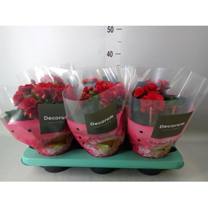 Begonia elat. DU 'Baladin'