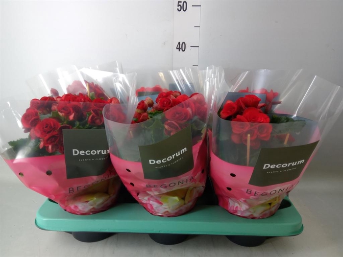 <h4>Begonia elat. DU 'Baladin'</h4>