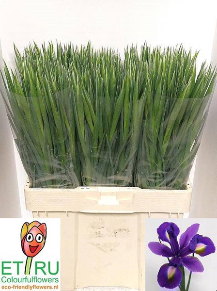 <h4>IRIS BLUE MAGIC</h4>