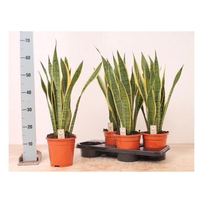 <h4>SANSEV LAURENTII</h4>