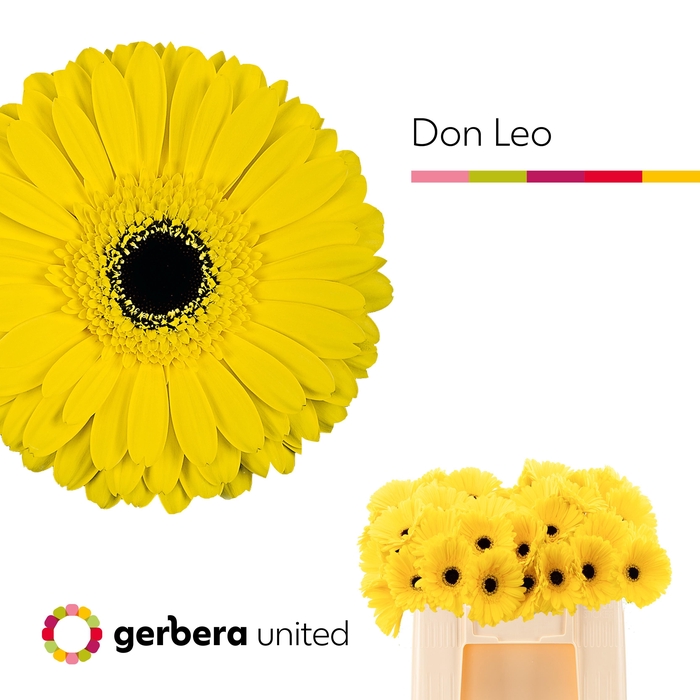 <h4>GE GR DON LEO</h4>