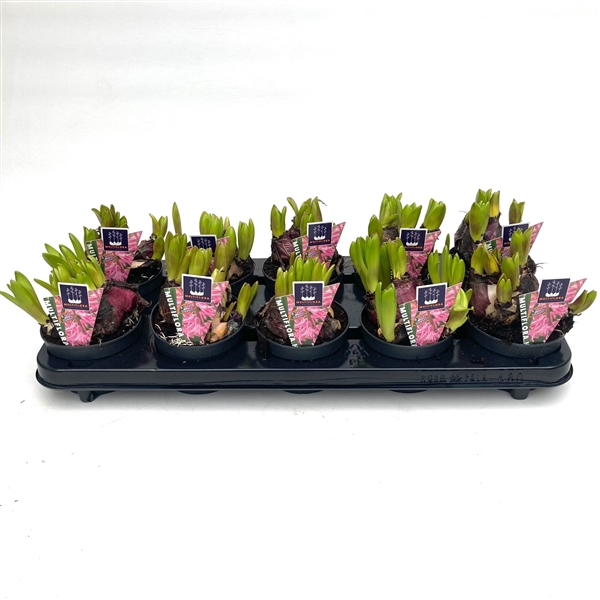 <h4>10.5 cm ROZE Hyacint Multiflora</h4>