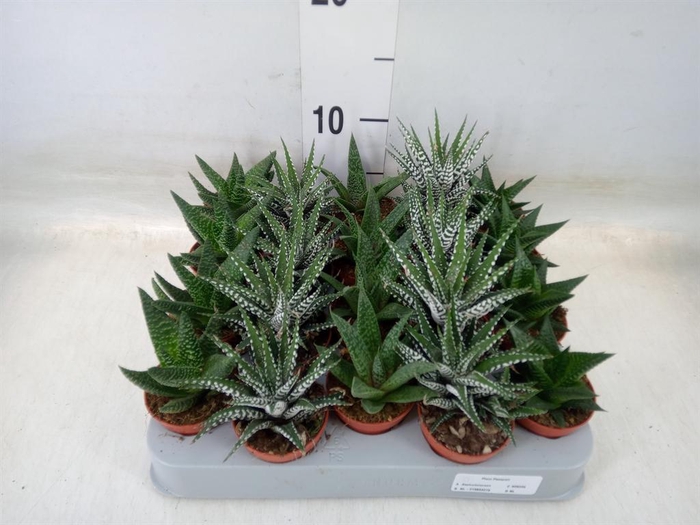 <h4>Aloe   ...mix</h4>