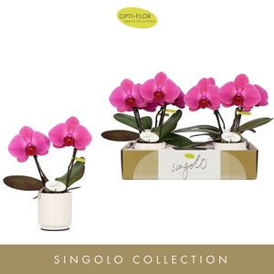 Phalaenopsis overig paars (meerdere