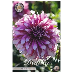 Dahlia Radegast x1 l