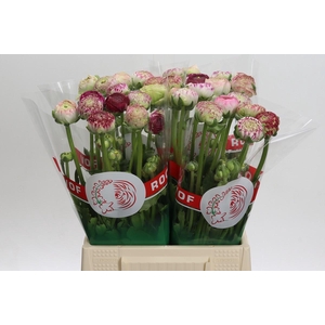 Ranunculus asiaticus 'Aazur Pink Stripe'