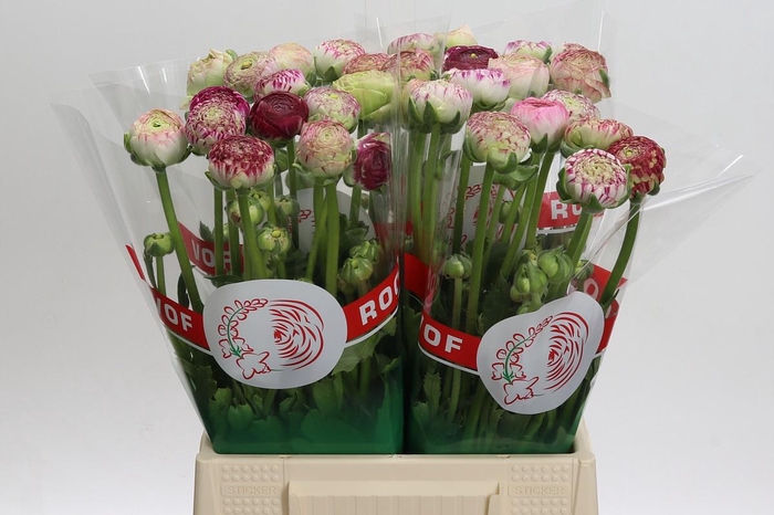 <h4>Ranunculus asiaticus 'Aazur Pink Stripe'</h4>