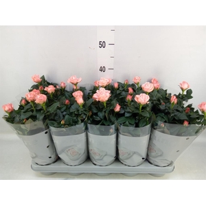 Rosa  'Candy Beau Monde'