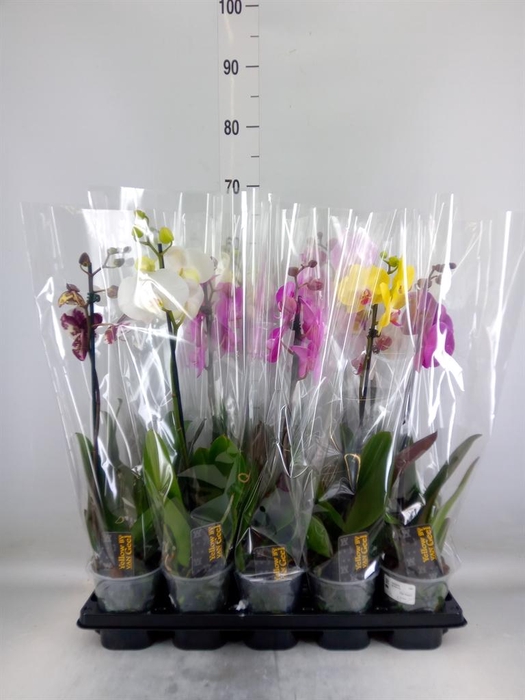 <h4>Phalaenopsis   ...mix  5</h4>