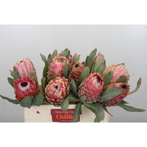 Protea Barbigera Air