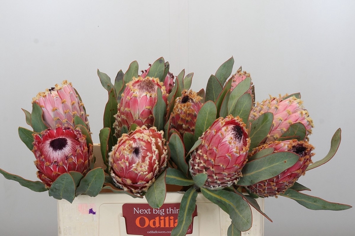 Protea Barbigera Air