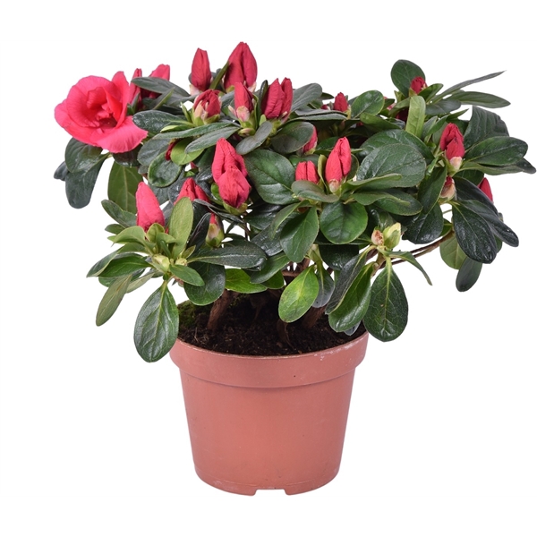 <h4>Azalea Tigra rood pot 13</h4>