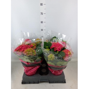 Hydrangea mac. 'Grumpy'