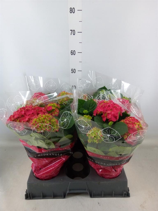 <h4>Hydrangea mac. 'Grumpy'</h4>